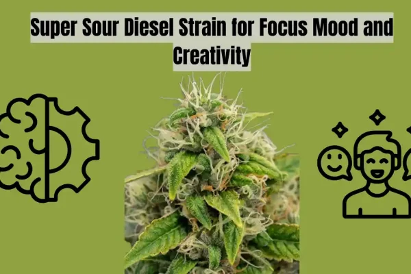 super sour diesel strain