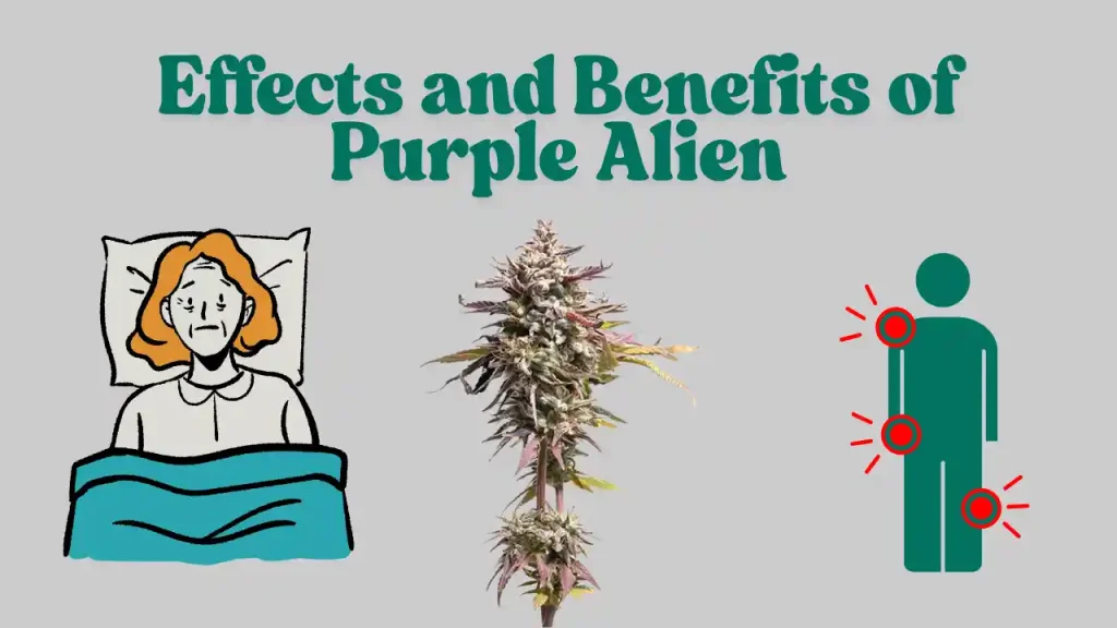 feminized seeds