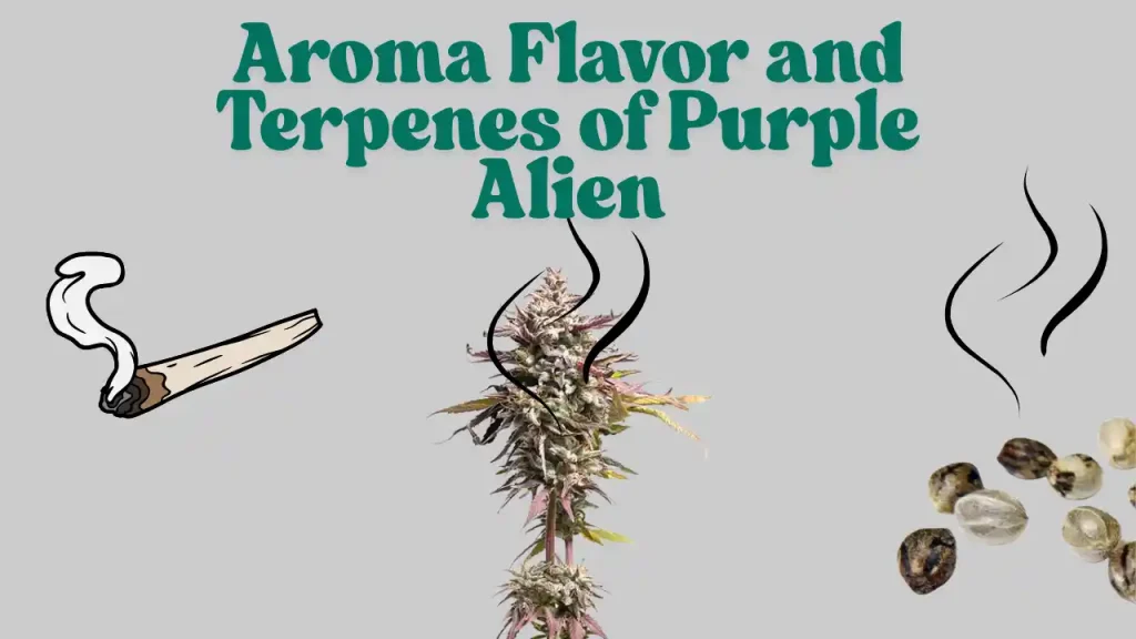 cannabis seeds usa