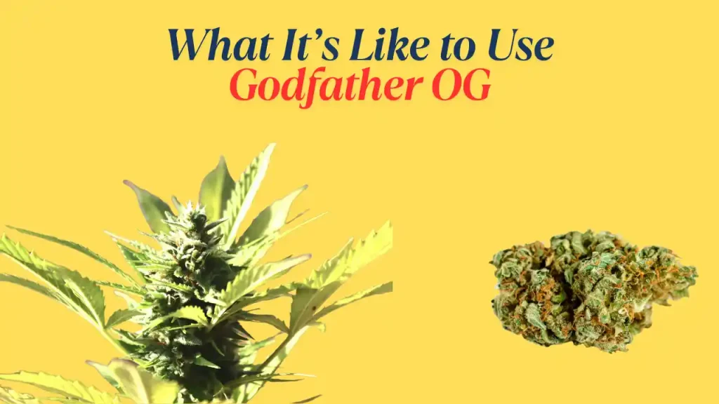 feminized seeds