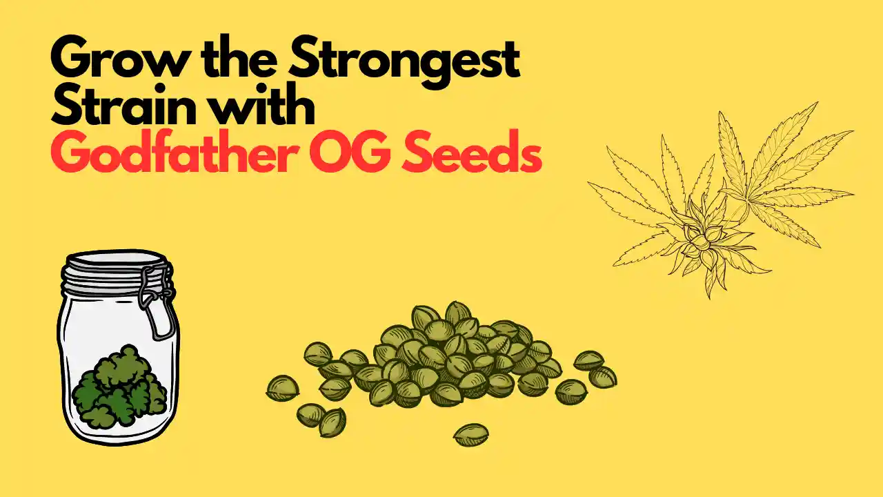 godfather og seeds