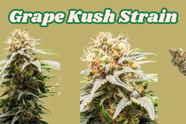 grape kush strain