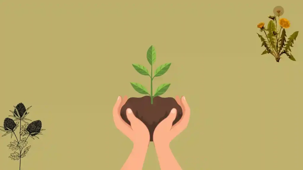 cannabis growing